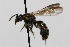  (Neocorynura rgv 1 - MACN-En 19652)  @11 [ ] Copyright (2015) Rocío González-Vaquero Museo Argentino de Ciencias Naturales "Bernardino Rivadavia"