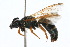  ( - MACN-En 8132)  @13 [ ] Copyright (2011) MACN Museo Argentino de Ciencias Naturales 