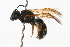  ( - MACN-En 8133)  @12 [ ] Copyright (2011) MACN Museo Argentino de Ciencias Naturales 