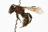  (Corynura aureoviridis - MACN-En 8201)  @14 [ ] Copyright (2011) MACN Museo Argentino de Ciencias Naturales 
