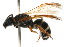  ( - MACN-En 8135)  @14 [ ] Copyright (2011) MACN Museo Argentino de Ciencias Naturales 