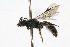 ( - MACN-En 8179)  @14 [ ] Copyright (2011) MACN Museo Argentino de Ciencias Naturales 