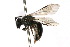  ( - MACN-En 8181)  @14 [ ] Copyright (2011) MACN Museo Argentino de Ciencias Naturales 