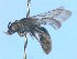  ( - MACN-En 21739)  @11 [ ] Copyright (2016) Luis Compagnucci Museo Argentino de Ciencias Naturales "Bernardino Rivadavia"