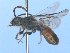  ( - MACN-En 21740)  @11 [ ] Copyright (2016) Luis Compagnucci Museo Argentino de Ciencias Naturales "Bernardino Rivadavia"