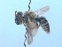  (Sarocolletes sp. 1 - MACN-En 21745)  @11 [ ] Copyright (2016) Luis Compagnucci Museo Argentino de Ciencias Naturales "Bernardino Rivadavia"