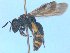  ( - MACN-En 21747)  @13 [ ] Copyright (2016) Luis Compagnucci Museo Argentino de Ciencias Naturales "Bernardino Rivadavia"