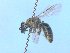  ( - MACN-En 21748)  @14 [ ] Copyright (2016) Luis Compagnucci Museo Argentino de Ciencias Naturales "Bernardino Rivadavia"