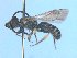  ( - MACN-En 21751)  @11 [ ] Copyright (2016) Luis Compagnucci Museo Argentino de Ciencias Naturales "Bernardino Rivadavia"
