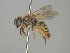  ( - MACN-En 21767)  @11 [ ] Copyright (2016) Luis Compagnucci Museo Argentino de Ciencias Naturales "Bernardino Rivadavia"