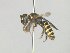  ( - MACN-En 21771)  @14 [ ] Copyright (2016) Luis Compagnucci Museo Argentino de Ciencias Naturales "Bernardino Rivadavia"