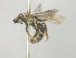  ( - MACN-En 21777)  @11 [ ] Copyright (2016) Luis Compagnucci Museo Argentino de Ciencias Naturales "Bernardino Rivadavia"