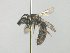  (Pseudagapostemon sp. rgv1 - MACN-En 21786)  @11 [ ] Copyright (2016) Luis Compagnucci Museo Argentino de Ciencias Naturales "Bernardino Rivadavia"