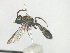  (Neocorynura sp. 1 - MACN-En 21789)  @11 [ ] Copyright (2016) Luis Compagnucci Museo Argentino de Ciencias Naturales "Bernardino Rivadavia"
