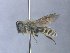  (Sarocolletes duplex - MACN-En 21791)  @14 [ ] Copyright (2016) Luis Compagnucci Museo Argentino de Ciencias Naturales "Bernardino Rivadavia"