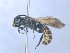  ( - MACN-En 21806)  @13 [ ] Copyright (2016) Luis Compagnucci Museo Argentino de Ciencias Naturales "Bernardino Rivadavia"