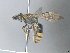  ( - MACN-En 21825)  @11 [ ] Copyright (2016) Luis Compagnucci Museo Argentino de Ciencias Naturales "Bernardino Rivadavia"