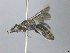  ( - MACN-En 21876)  @11 [ ] Copyright (2016) Luis Compagnucci Museo Argentino de Ciencias Naturales "Bernardino Rivadavia"