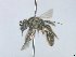  ( - MACN-En 21919)  @11 [ ] Copyright (2016) Luis Compagnucci Museo Argentino de Ciencias Naturales "Bernardino Rivadavia"