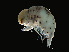  (Amphithyrus bispinosus - NBCHyAmp-001)  @11 [ ] CreativeCommons Attribution-NonCommercial-ShareAlike (2023) Naturalis Biodiversity Center Unspecified