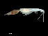  (Calamorhynchus - NBCHyAmp-012)  @11 [ ] CreativeCommons Attribution-NonCommercial-ShareAlike (2023) Naturalis Biodiversity Center Unspecified