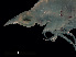  (Cranocephalus - NBCHyAmp-013)  @11 [ ] CreativeCommons Attribution-NonCommercial-ShareAlike (2023) Naturalis Biodiversity Center Unspecified