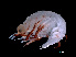  ( - NBCHyAmp-016)  @11 [ ] CreativeCommons Attribution-NonCommercial-ShareAlike (2023) Naturalis Biodiversity Center Unspecified