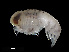  (Eupronoe - NBCHyAmp-017)  @11 [ ] CreativeCommons Attribution-NonCommercial-ShareAlike (2023) Naturalis Biodiversity Center Unspecified