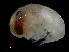  (Eupronoe minuta - NBCHyAmp-020)  @11 [ ] CreativeCommons Attribution-NonCommercial-ShareAlike (2023) Naturalis Biodiversity Center Unspecified