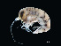  ( - NBCHyAmp-025)  @11 [ ] CreativeCommons Attribution-NonCommercial-ShareAlike (2023) Naturalis Biodiversity Center Unspecified