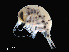  ( - NBCHyAmp-026)  @11 [ ] CreativeCommons Attribution-NonCommercial-ShareAlike (2023) Naturalis Biodiversity Center Unspecified
