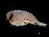 ( - NBCHyAmp-028)  @11 [ ] CreativeCommons Attribution-NonCommercial-ShareAlike (2023) Naturalis Biodiversity Center Unspecified