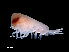  ( - NBCHyAmp-029)  @11 [ ] CreativeCommons Attribution-NonCommercial-ShareAlike (2023) Naturalis Biodiversity Center Unspecified