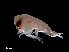  ( - NBCHyAmp-030)  @11 [ ] CreativeCommons Attribution-NonCommercial-ShareAlike (2023) Naturalis Biodiversity Center Unspecified