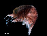  (Hyperoche martinezi - NBCHyAmp-032)  @11 [ ] CreativeCommons Attribution-NonCommercial-ShareAlike (2023) Naturalis Biodiversity Center Unspecified