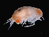  (Lanceola - NBCHyAmp-034)  @11 [ ] CreativeCommons Attribution-NonCommercial-ShareAlike (2023) Naturalis Biodiversity Center Unspecified