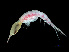  (Leptocotis - NBCHyAmp-036)  @11 [ ] CreativeCommons Attribution-NonCommercial-ShareAlike (2023) Naturalis Biodiversity Center Unspecified