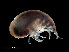 ( - NBCHyAmp-038)  @11 [ ] CreativeCommons Attribution-NonCommercial-ShareAlike (2023) Naturalis Biodiversity Center Unspecified