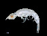  ( - NBCHyAmp-061)  @11 [ ] CreativeCommons Attribution-NonCommercial-ShareAlike (2023) Naturalis Biodiversity Center Unspecified