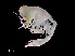 ( - NBCHyAmp-069)  @11 [ ] CreativeCommons Attribution-NonCommercial-ShareAlike (2023) Naturalis Biodiversity Center Unspecified