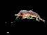  (Phronimopsis - NBCHyAmp-081)  @11 [ ] CreativeCommons Attribution-NonCommercial-ShareAlike (2023) Naturalis Biodiversity Center Unspecified