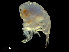  (Phrosinidae - NBCHyAmp-095)  @11 [ ] CreativeCommons Attribution-NonCommercial-ShareAlike (2023) Naturalis Biodiversity Center Unspecified
