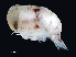  ( - NBCHyAmp-108)  @11 [ ] CreativeCommons Attribution-NonCommercial-ShareAlike (2023) Naturalis Biodiversity Center Unspecified