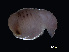  ( - NBCHyAmp-111)  @11 [ ] CreativeCommons Attribution-NonCommercial-ShareAlike (2023) Naturalis Biodiversity Center Unspecified