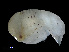  ( - NBCHyAmp-112)  @11 [ ] CreativeCommons Attribution-NonCommercial-ShareAlike (2023) Naturalis Biodiversity Center Unspecified