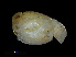  ( - NBCHyAmp-113)  @11 [ ] CreativeCommons Attribution-NonCommercial-ShareAlike (2023) Naturalis Biodiversity Center Unspecified