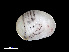  ( - NBCHyAmp-114)  @11 [ ] CreativeCommons Attribution-NonCommercial-ShareAlike (2023) Naturalis Biodiversity Center Unspecified