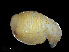  ( - NBCHyAmp-115)  @11 [ ] CreativeCommons Attribution-NonCommercial-ShareAlike (2023) Naturalis Biodiversity Center Unspecified