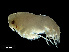  ( - NBCHyAmp-205)  @11 [ ] CreativeCommons Attribution-NonCommercial-ShareAlike (2023) Naturalis Biodiversity Center Unspecified