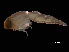  ( - NBCHyAmp-209)  @11 [ ] CreativeCommons Attribution-NonCommercial-ShareAlike (2023) Naturalis Biodiversity Center Unspecified